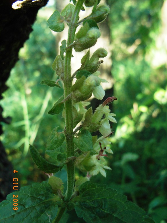 Teucrium flavum